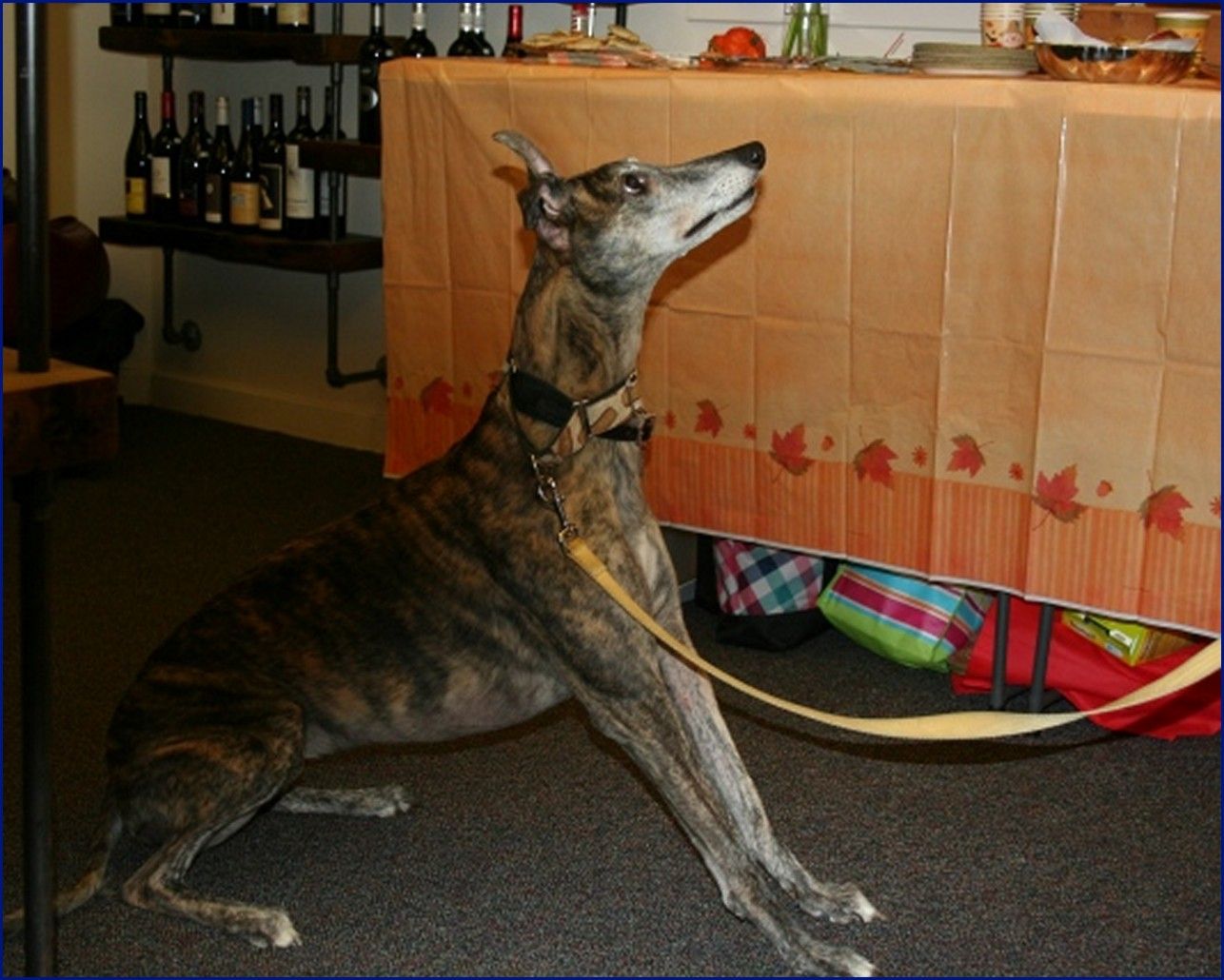 Greyhound-Adoption-BELLA-2-is-Michelles-pup.jpg
