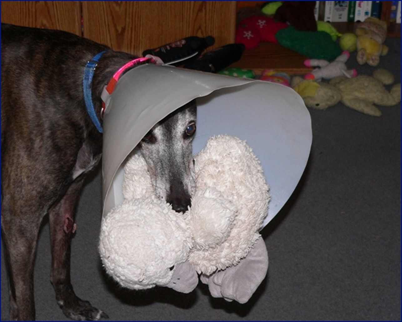 Greyhound-Adoption-Fuzzy2.jpg