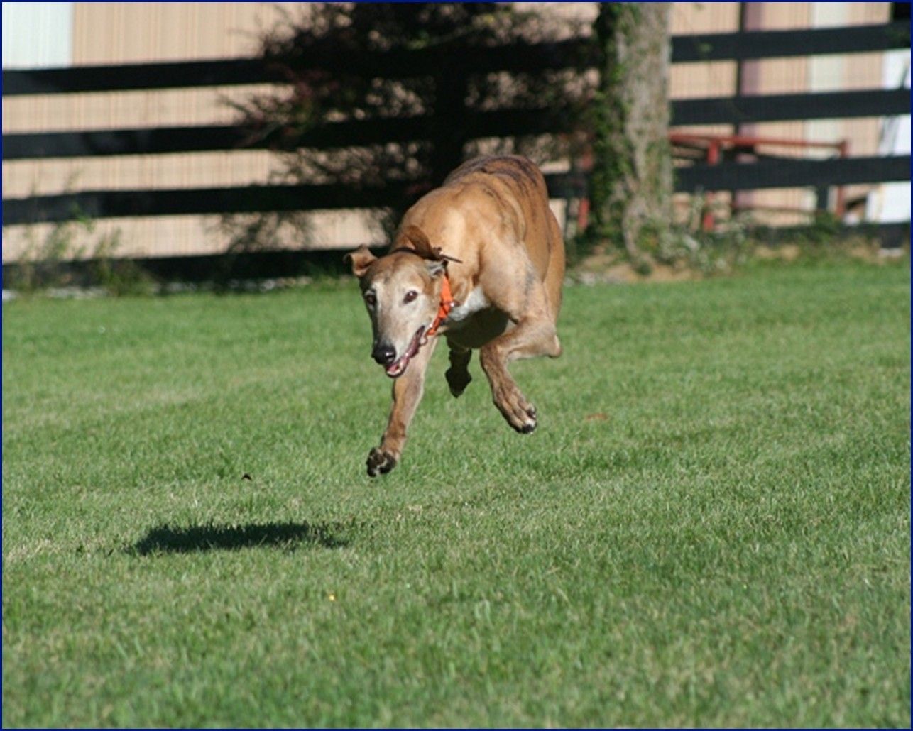 Greyhound-Adoption-Jack4.jpg