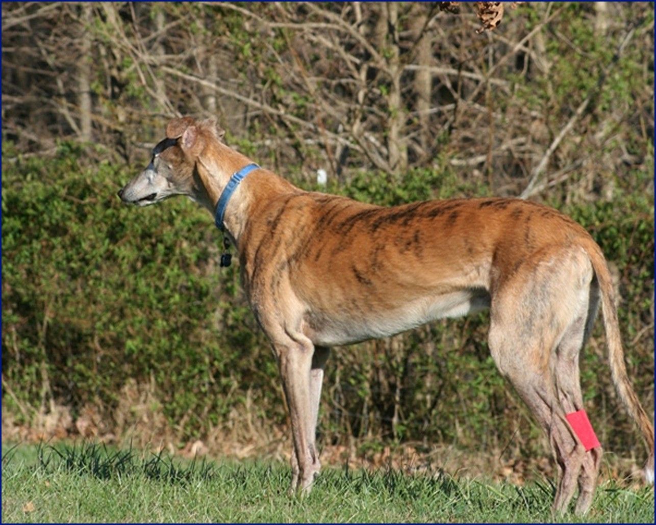 Greyhound-Adoption-Jack5.jpg
